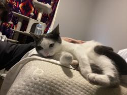 Lost Male Cat last seen Dollarstore,metro,Dairy Queen all in that complex area, St. Thomas, ON N5R 5T7