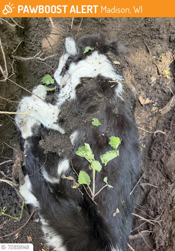 Found/Stray Female Cat last seen Mustang Way & Vondron - at stop sign, Madison, WI 53716