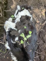Found/Stray Female Cat last seen Mustang Way & Vondron - at stop sign, Madison, WI 53716