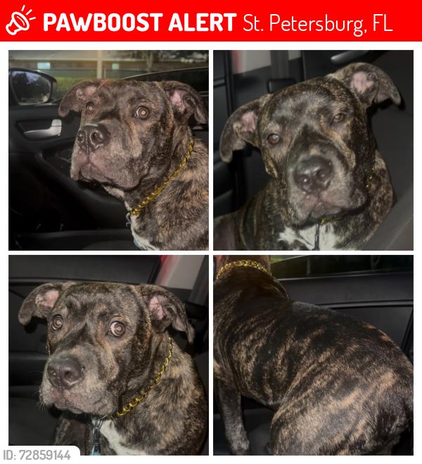 Lost Male Dog last seen 46th Avenue 66th St., St. Petersburg, FL 33710