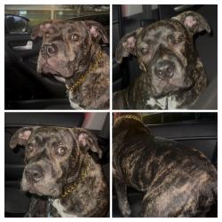Lost Male Dog last seen 46th Avenue 66th St., St. Petersburg, FL 33710