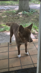 Found/Stray Female Dog last seen S. Graham and Douglas, Memphis, TN 38111