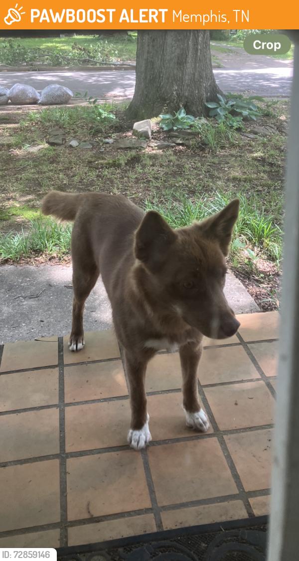 Found/Stray Female Dog last seen S. Graham and Douglas, Memphis, TN 38111