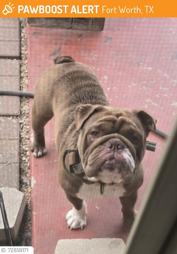Found/Stray Male Dog last seen Bailey Boswell , Fort Worth, TX 76131
