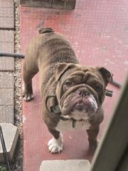 Found/Stray Male Dog last seen Bailey Boswell , Fort Worth, TX 76131