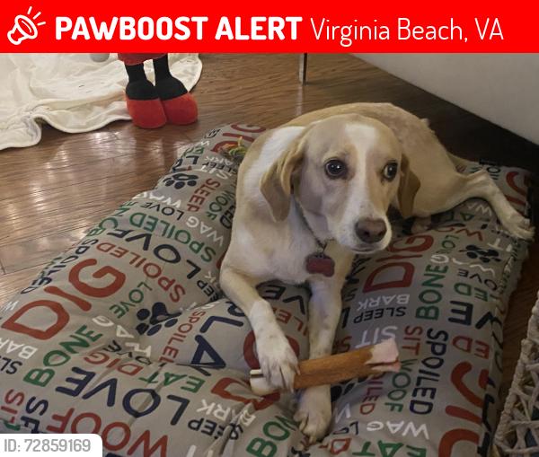 Lost Female Dog last seen Pacific. And 34 thstreet, Virginia Beach, VA 23454