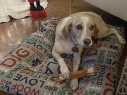 Lost Female Dog last seen Pacific. And 34 thstreet, Virginia Beach, VA 23454