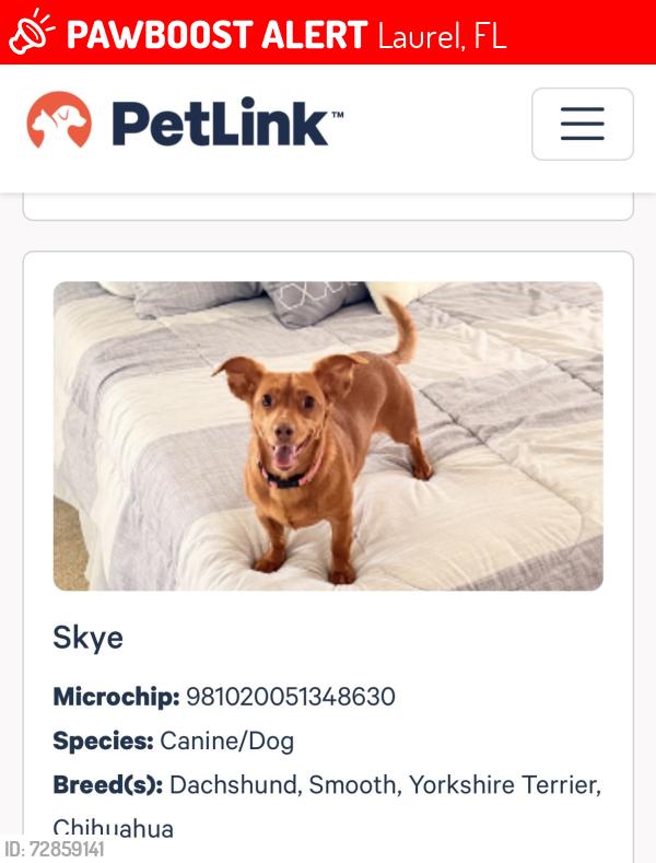 Lost Female Dog last seen Monet Dr and Monet Lane, Laurel, FL 34275
