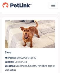 Lost Female Dog last seen Monet Dr and Monet Lane, Laurel, FL 34275