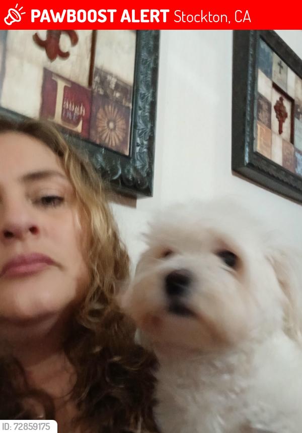 Lost Female Dog last seen France  st , Stockton, CA 95205