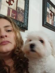 Lost Female Dog last seen France  st , Stockton, CA 95205