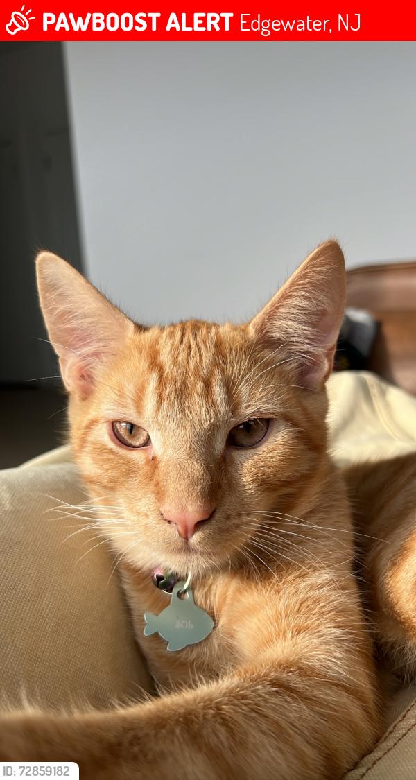Lost Male Cat last seen undercliff avenue and river rd, Edgewater, NJ 07020