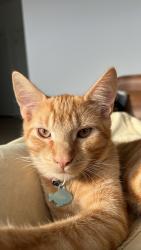 Lost Male Cat last seen undercliff avenue and river rd, Edgewater, NJ 07020