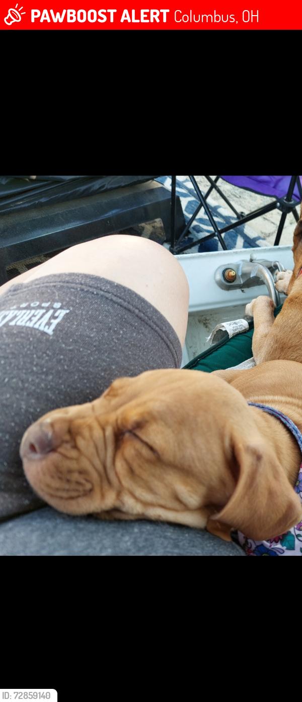 Lost Male Dog last seen Chatfield park and Merryhill dr, Columbus, OH 43219