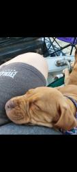 Lost Male Dog last seen Chatfield park and Merryhill dr, Columbus, OH 43219
