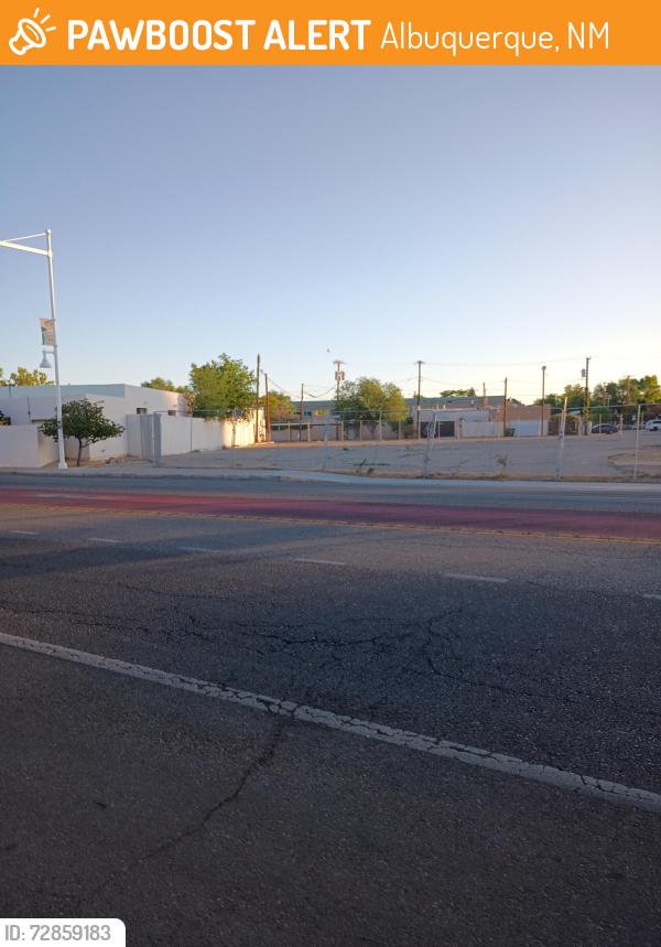 Found/Stray Unknown Other last seen Near th and marquette , Albuquerque, NM 87102