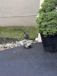 Found/Stray Unknown Cat last seen Heaton Road, Bryn Athyn, PA 19006