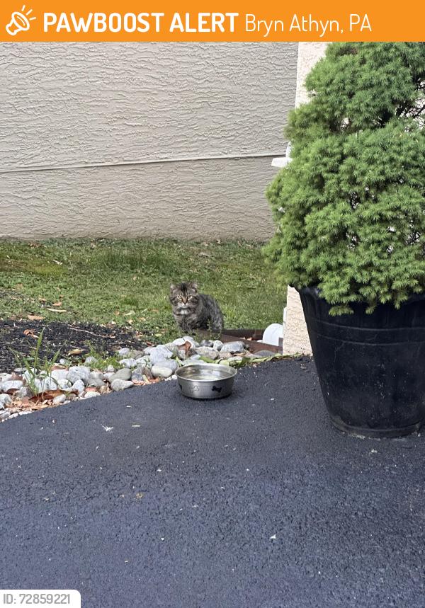 Found/Stray Unknown Cat last seen Heaton Road, Bryn Athyn, PA 19006