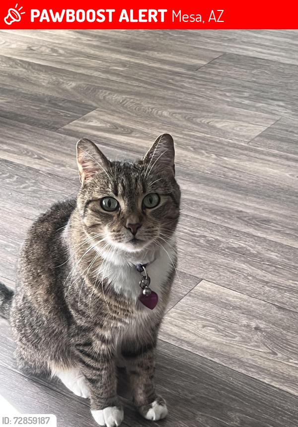 Lost Female Cat last seen Gilbert Rd & Baseline off the US 60 fwy, Mesa, AZ 85204
