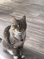 Lost Female Cat last seen Gilbert Rd & Baseline off the US 60 fwy, Mesa, AZ 85204