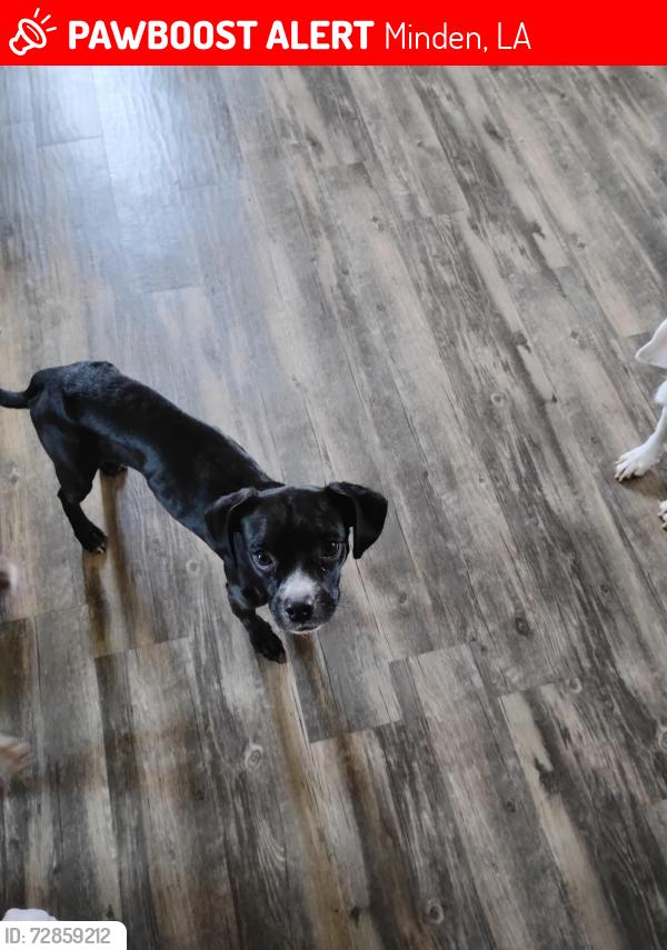 Lost Female Dog last seen Sibley Rd Valero area, Minden, LA 71055