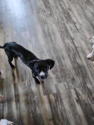 Lost Female Dog last seen Sibley Rd Valero area, Minden, LA 71055