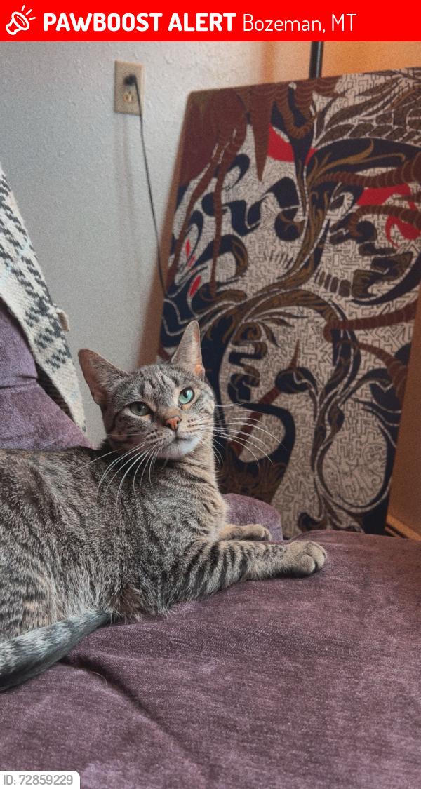 Lost Female Cat last seen By rookery lane , Bozeman, MT 59718