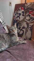 Lost Female Cat last seen By rookery lane , Bozeman, MT 59718