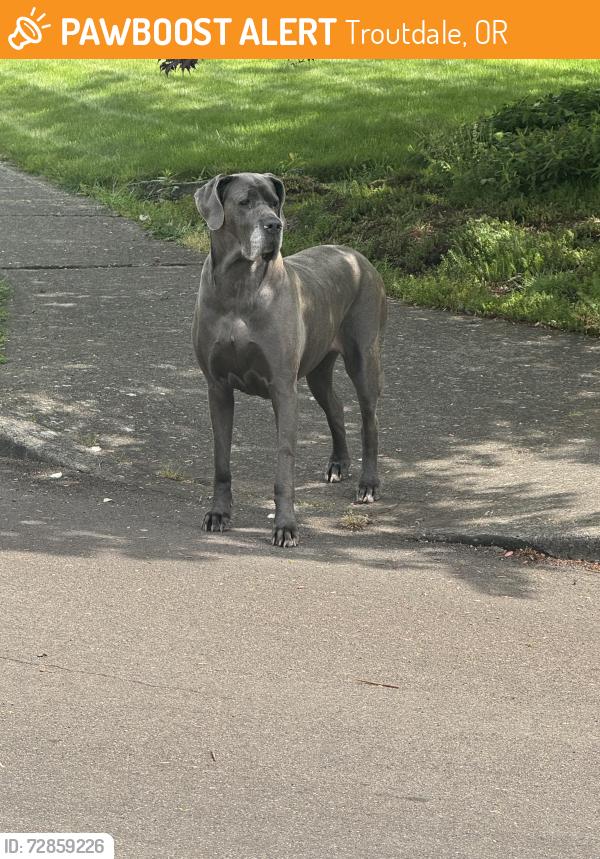 Found/Stray Female Dog last seen Sw26th and Indian Mary ct , Troutdale, OR 97060