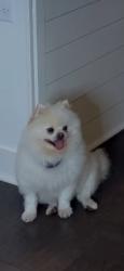 Lost Male Dog last seen Near mozley drive Smyrna, GA 30080, Smyrna, GA 30080