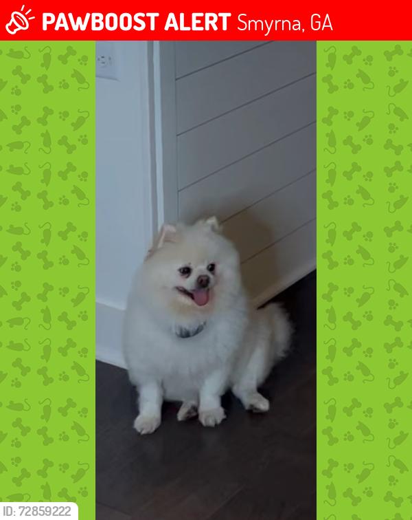 Lost Male Dog last seen Near mozley drive Smyrna, GA 30080, Smyrna, GA 30080