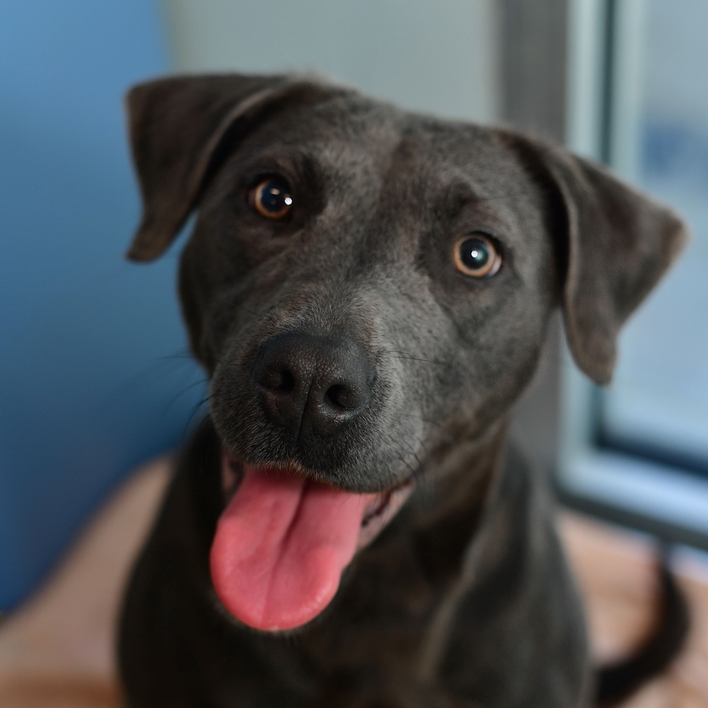 Shelter Stray Female Dog last seen , Ottawa, KS 66067