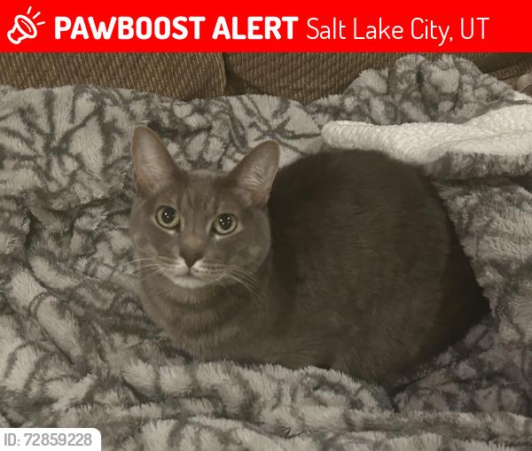 Lost Male Cat last seen Near E and Wilson Ave , Salt Lake City, UT 84105