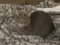 Lost Male Cat last seen Near E and Wilson Ave , Salt Lake City, UT 84105