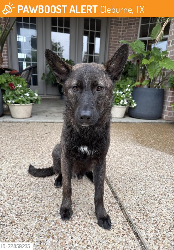 Found/Stray Male Dog last seen Nolan River, Cleburne, TX 76033