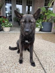 Found/Stray Male Dog last seen Nolan River, Cleburne, TX 76033
