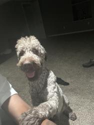 Lost Male Dog last seen arrowpoint elementary , St. Louis, MO 63138