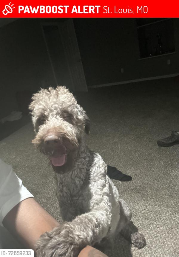 Lost Male Dog last seen arrowpoint elementary , St. Louis, MO 63138