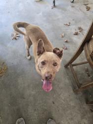 Found/Stray Female Dog last seen Ilderton dodge, High Point, NC 27260