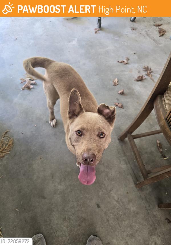 Found/Stray Female Dog last seen Ilderton dodge, High Point, NC 27260