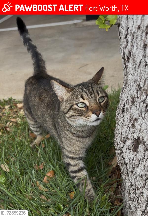 Lost Male Cat last seen S hulen street and sw loop 820, Fort Worth, TX 76132