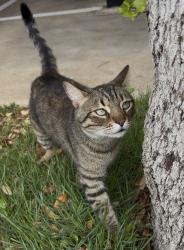 Lost Male Cat last seen S hulen street and sw loop 820, Fort Worth, TX 76132