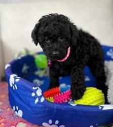 Lost Female Dog last seen Near sw 82 ave north lauderdale , North Lauderdale, FL 33068