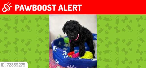 Lost Female Dog last seen Near sw 82 ave north lauderdale , North Lauderdale, FL 33068