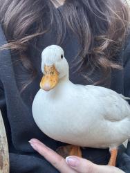 Lost Female Bird last seen Bridge Avenue and W 50th Street, Cleveland, OH 44102