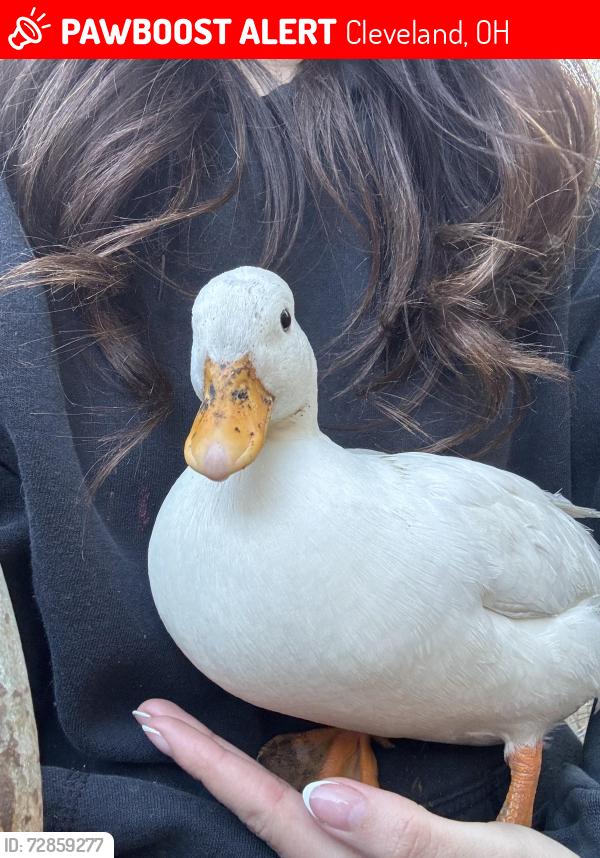 Lost Female Bird last seen Bridge Avenue and W 50th Street, Cleveland, OH 44102