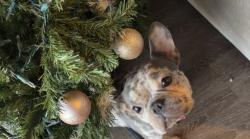 Lost Female Dog last seen Griffin Rd, Lakeland, FL 33805