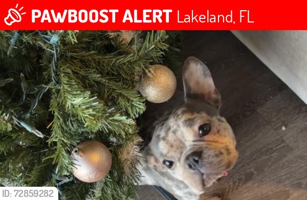 Lost Female Dog last seen Griffin Rd, Lakeland, FL 33805