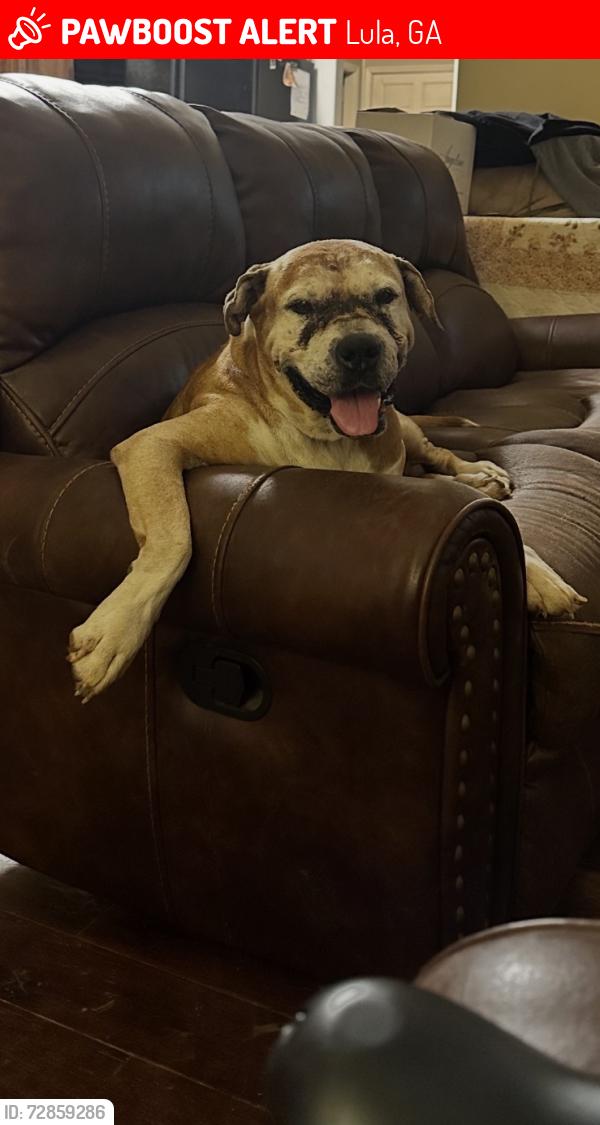 Lost Female Dog last seen Lula Rd, Lula, GA 30554