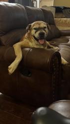 Lost Female Dog last seen Lula Rd, Lula, GA 30554